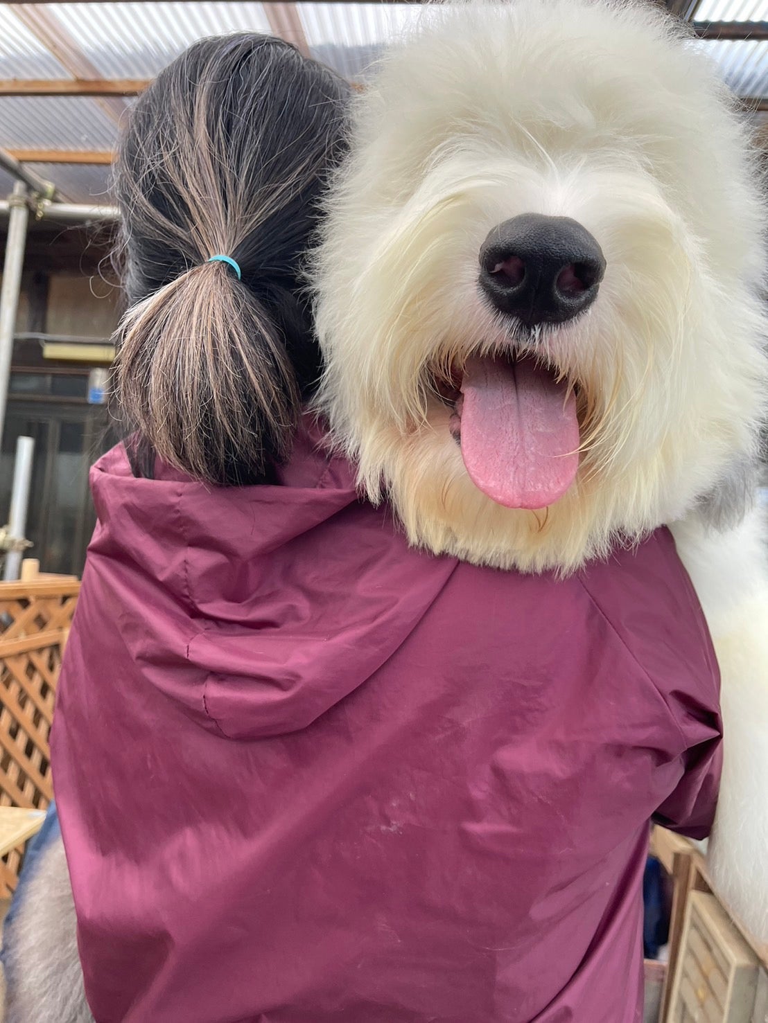 Teddy Boyの飼育サポート・ご相談の写真