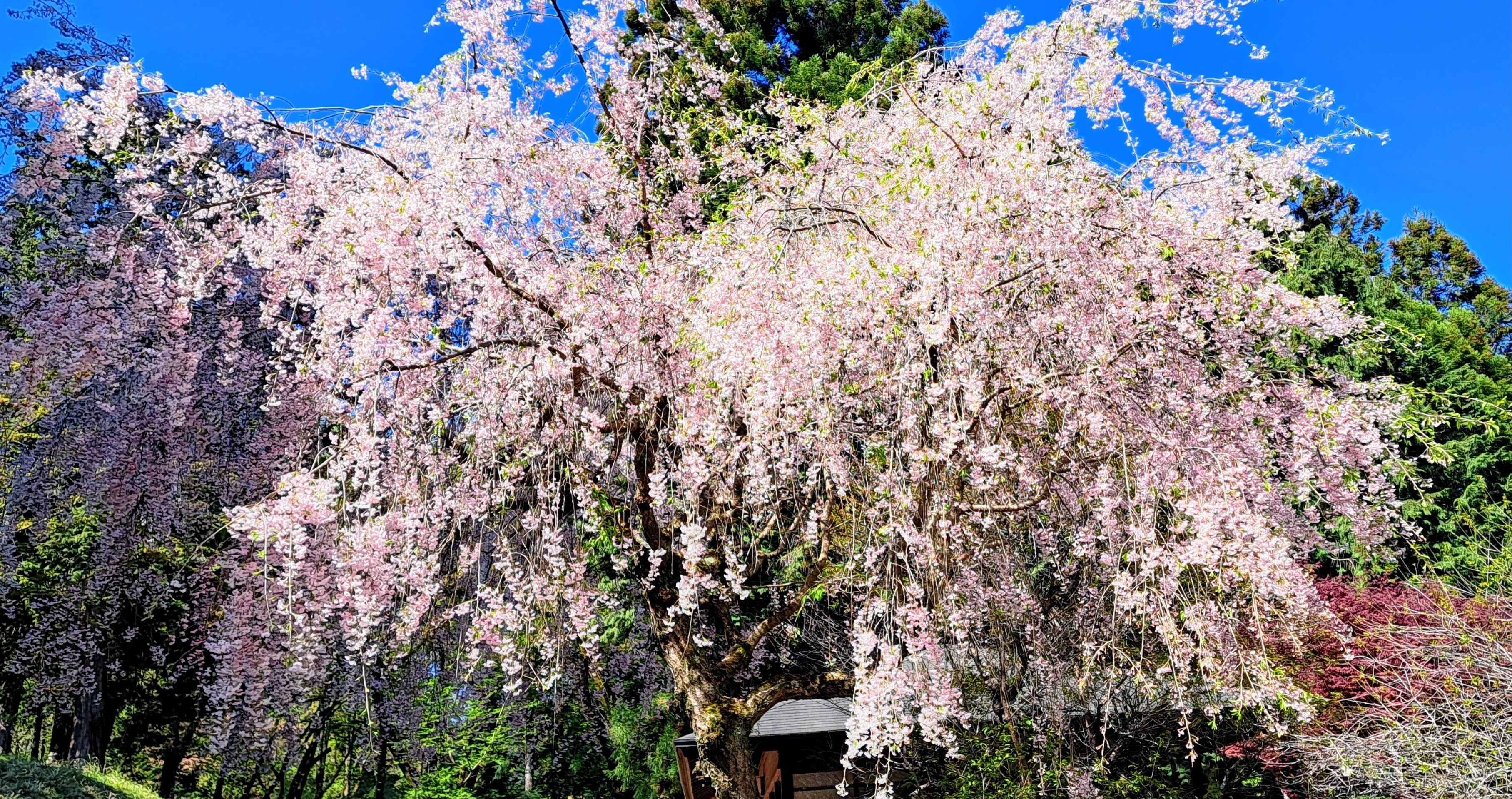 ４月の休業日のお知らせの写真