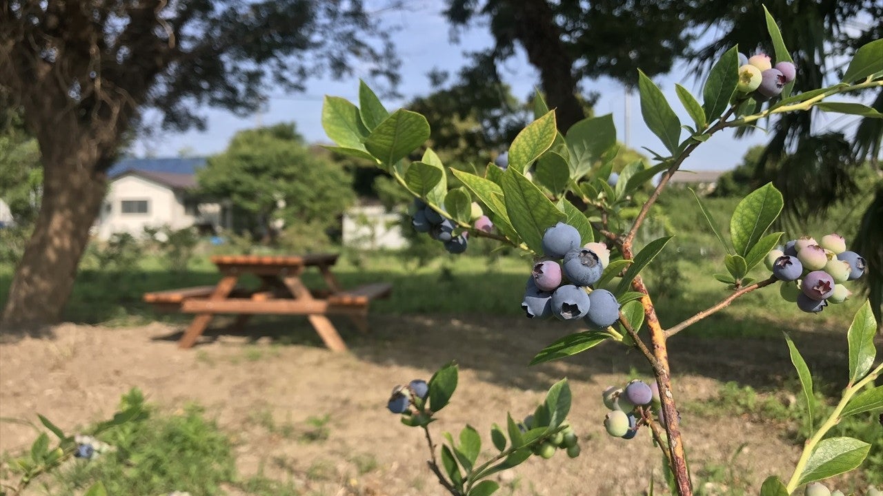 カインの里のバーベキュー利用（入園料のみ）の写真