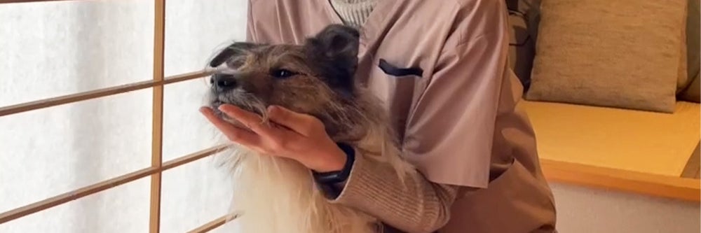 犬猫の整体 shApe