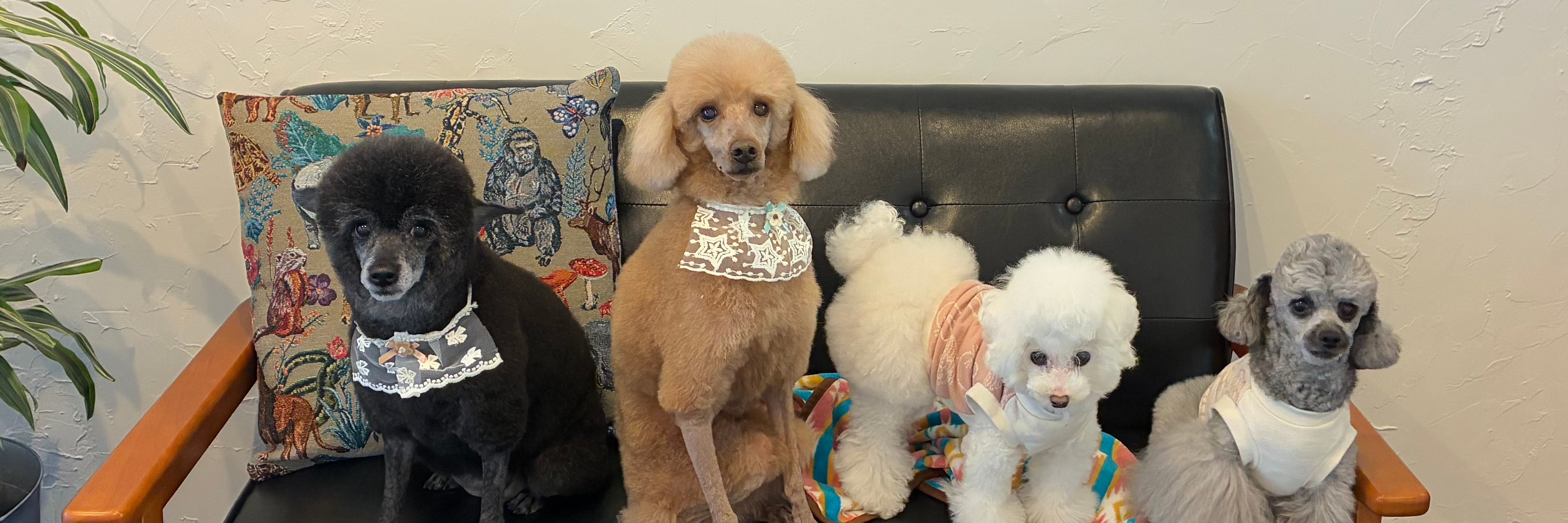 Grooming Salon Cherish