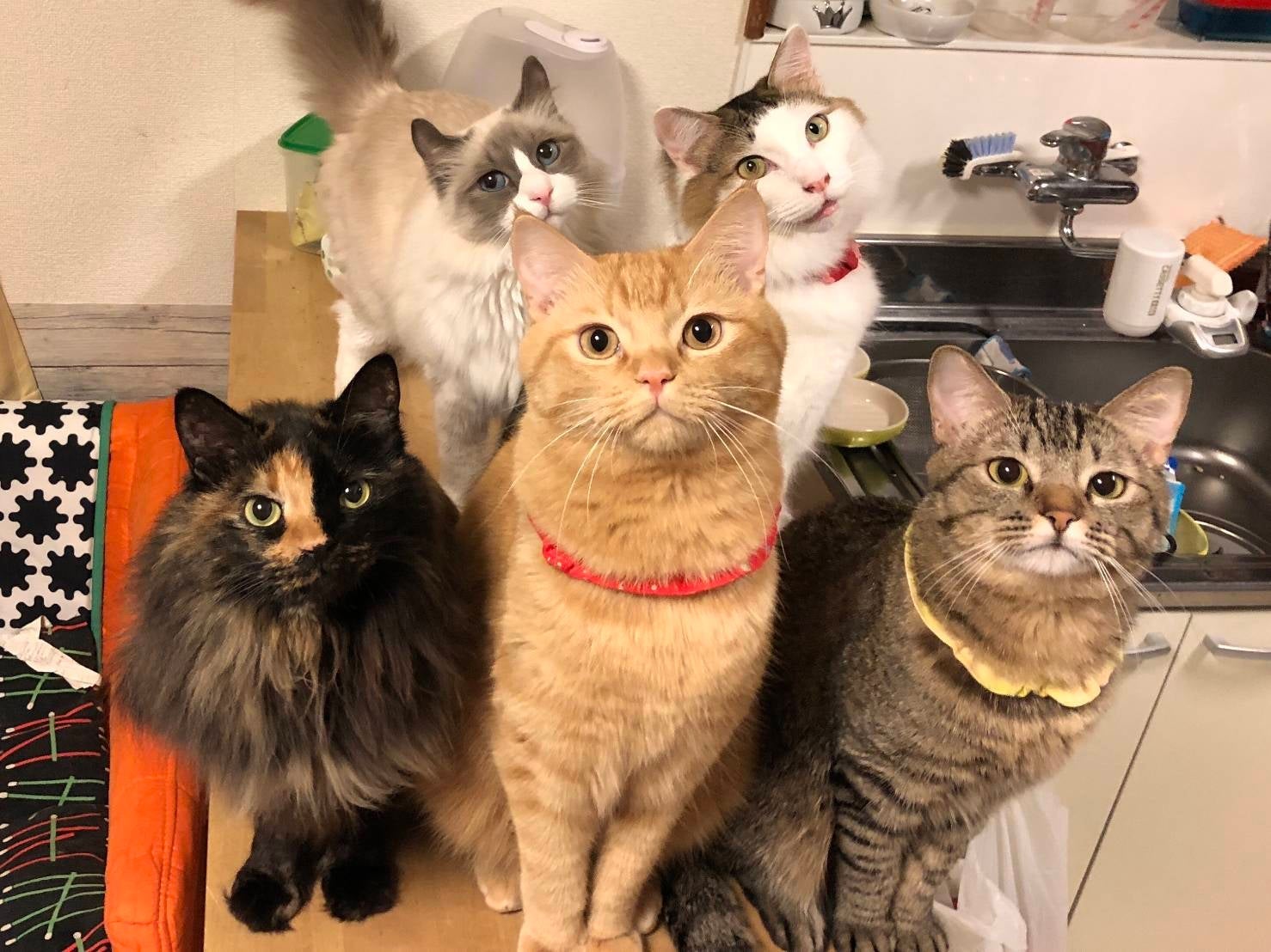 キャットシッターponoの【訪問】キャットシッターの写真