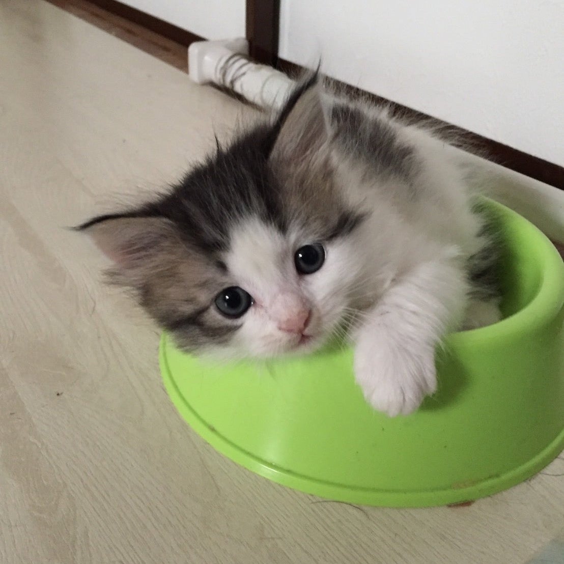 キャットシッターpono_3枚目