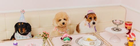 THE HOUSE OF HOUNDS by fafa