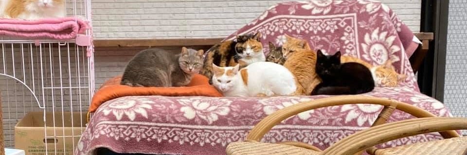 犬猫プラネット_1枚目