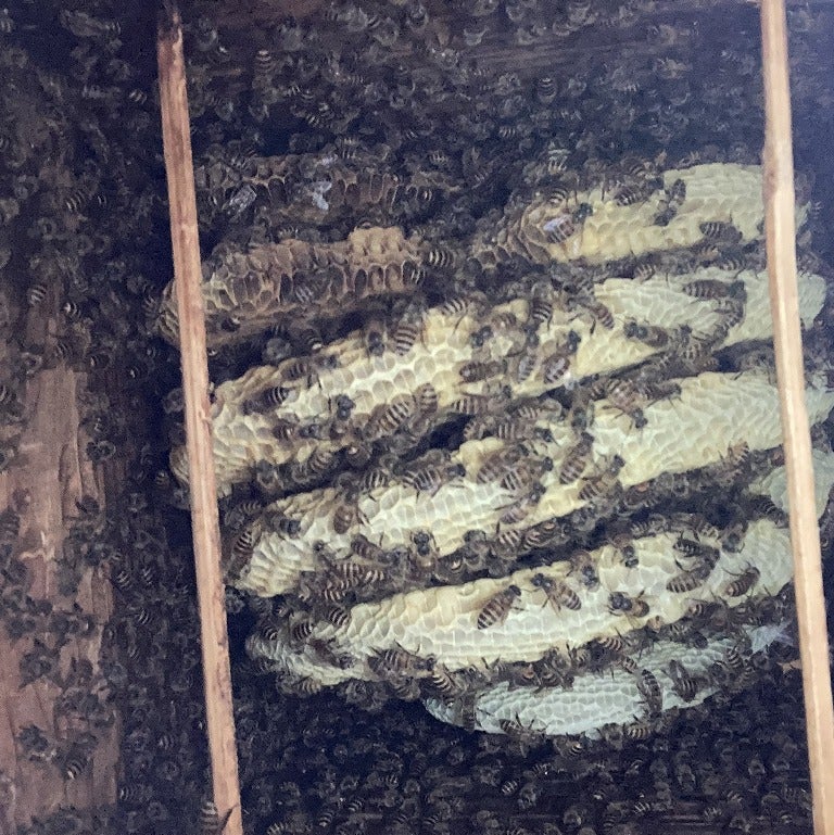 鋸山養蜂、ジビエクラブ_2枚目
