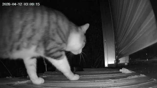 ヴォルテックスリサーチの脱走・迷子猫捜索費用の写真