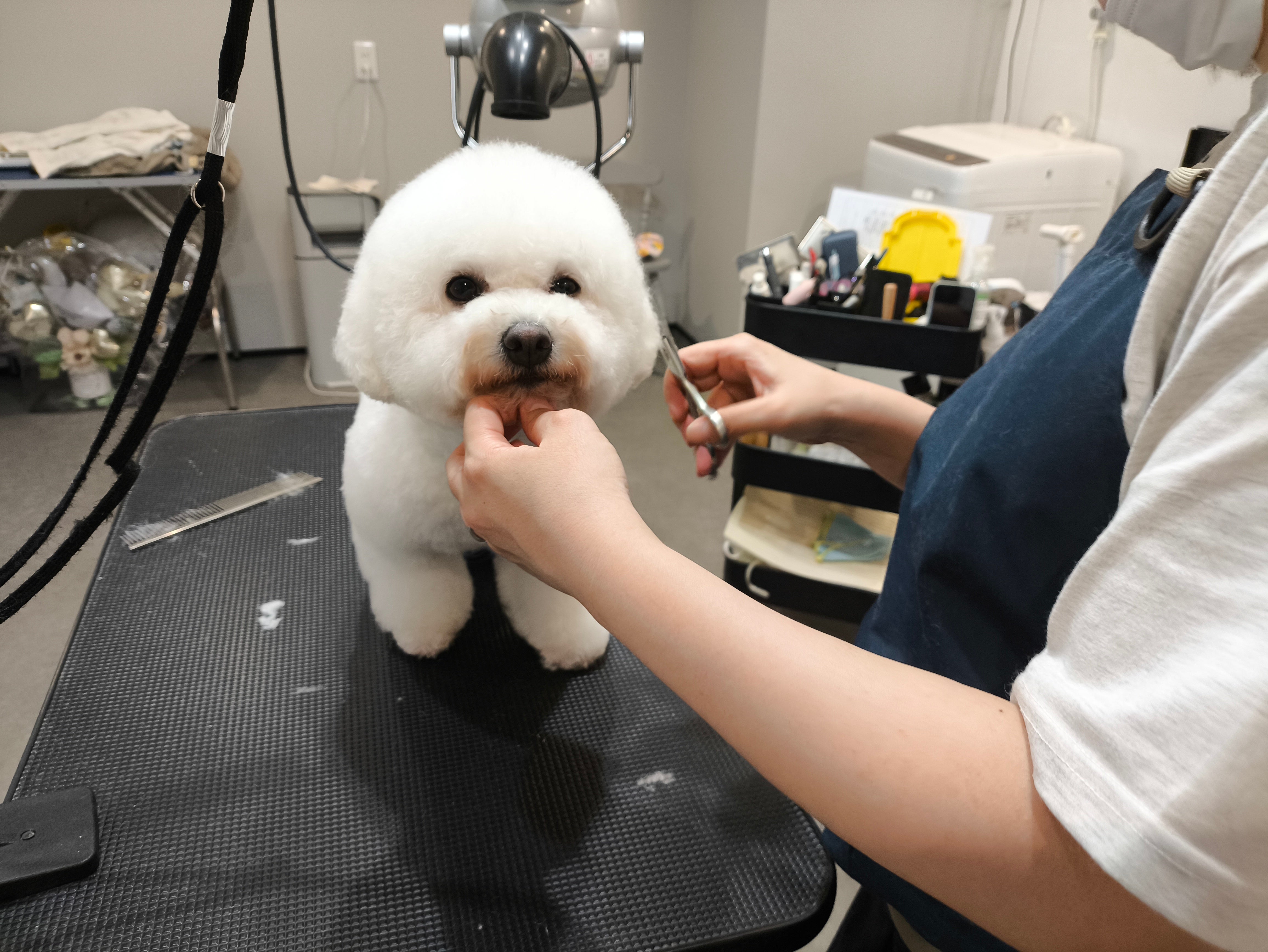 Dog Salon &amp; Photo 909_2枚目