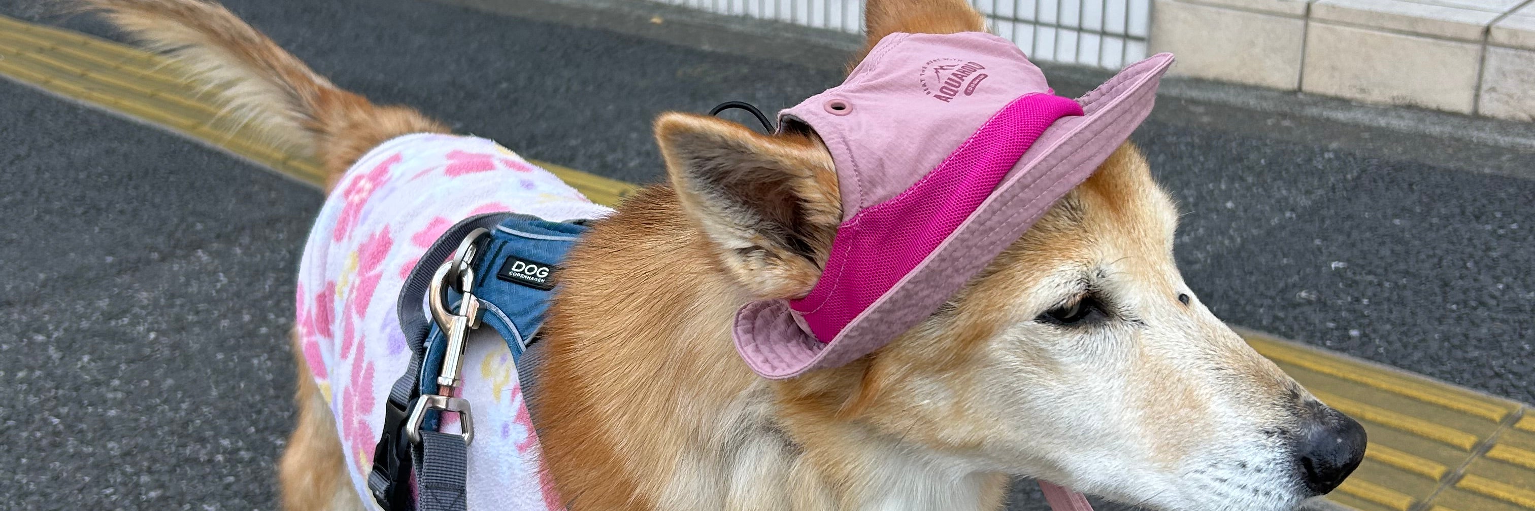 ペットシッター　コロちゃんち