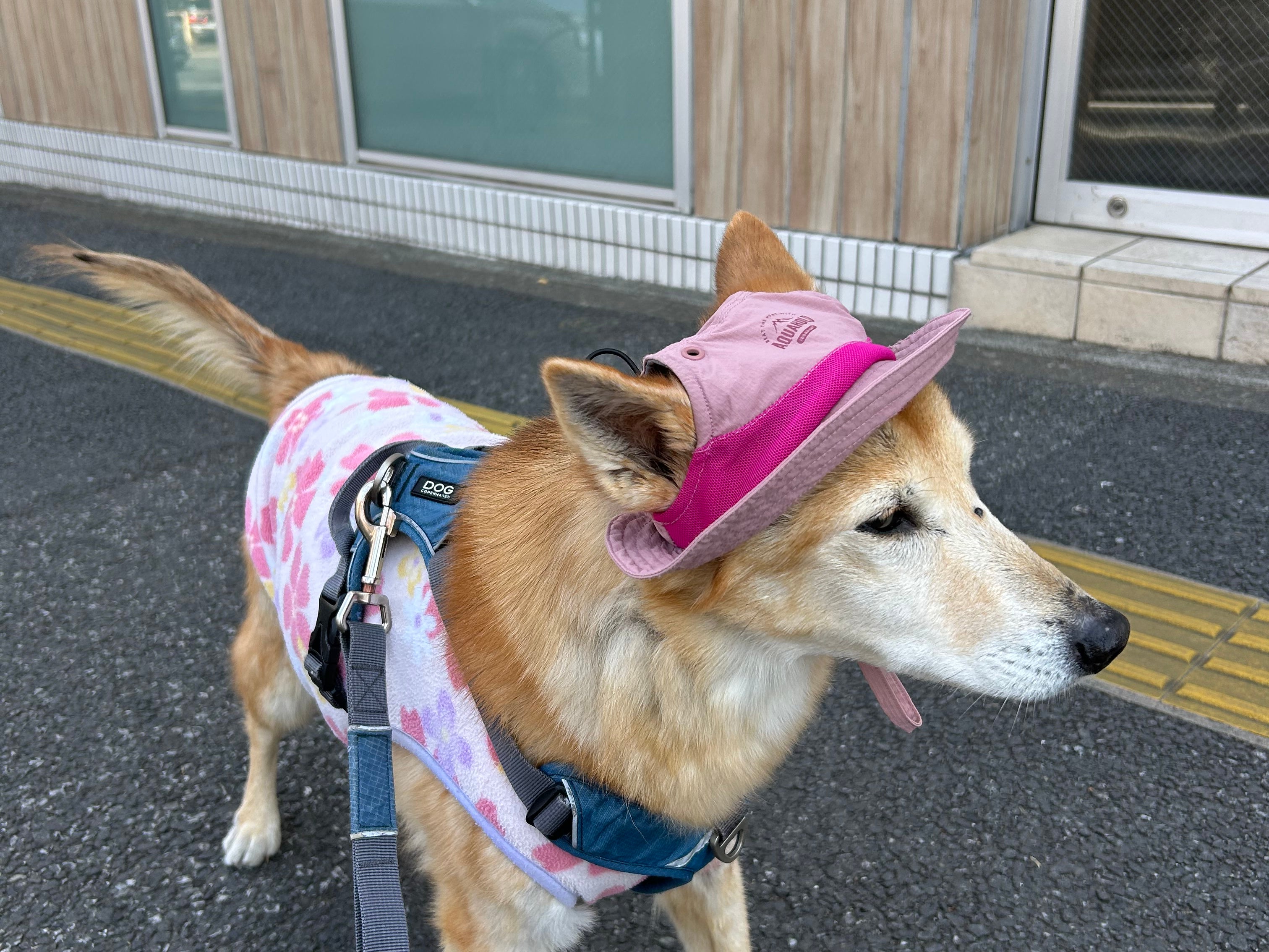 ペットシッター　コロちゃんち_1枚目