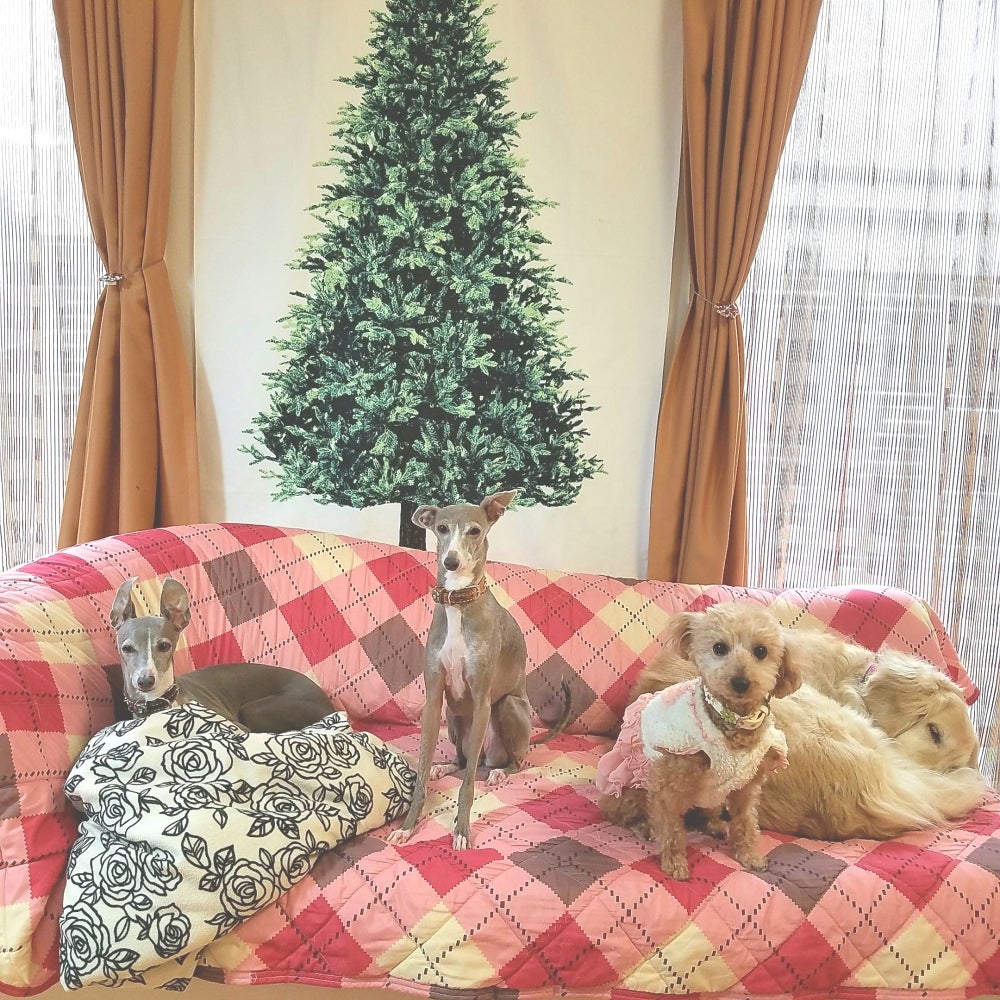 DOG INN NAOのペットホテル ショートステイ料金の写真
