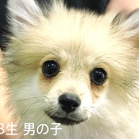 Petshophisaの自家繁殖犬　６９，８００円よりの写真