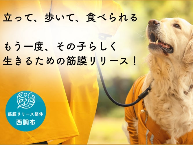 筋膜リリース整体西調布_2枚目