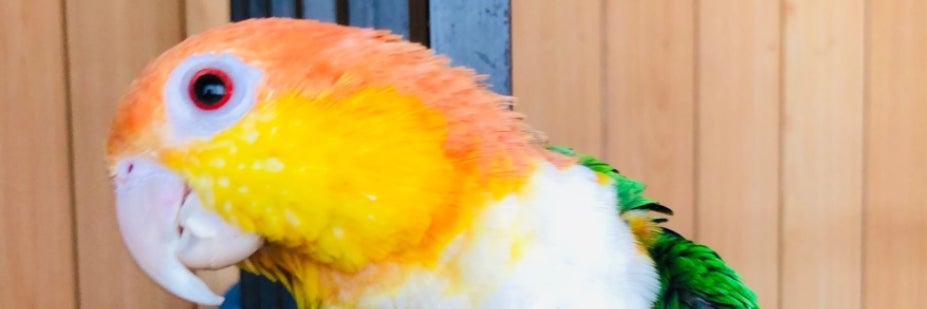 シロハラインコ　ポム