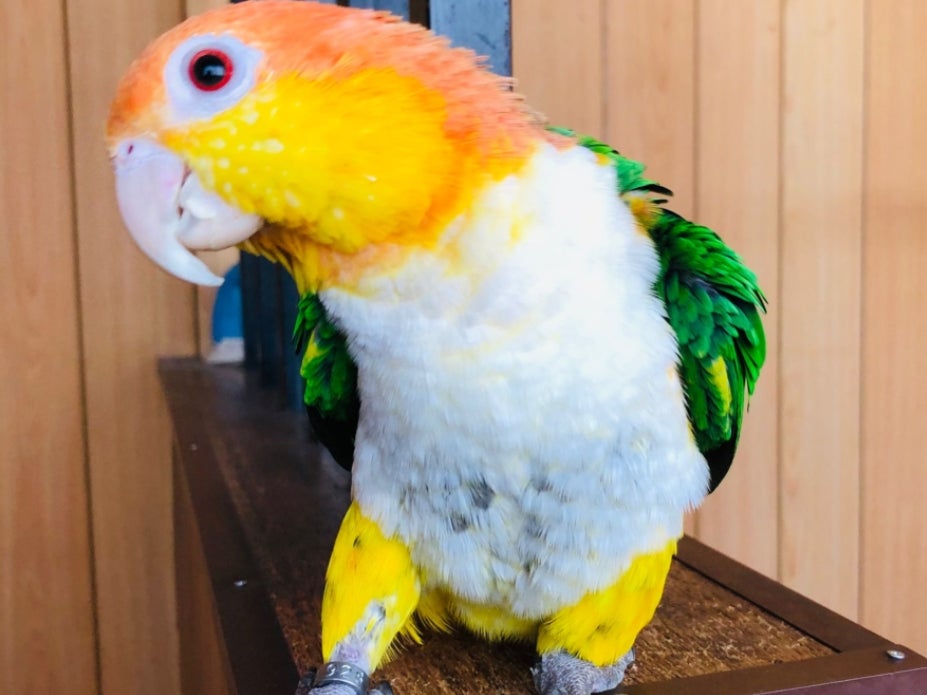シロハラインコ　ポム_1枚目