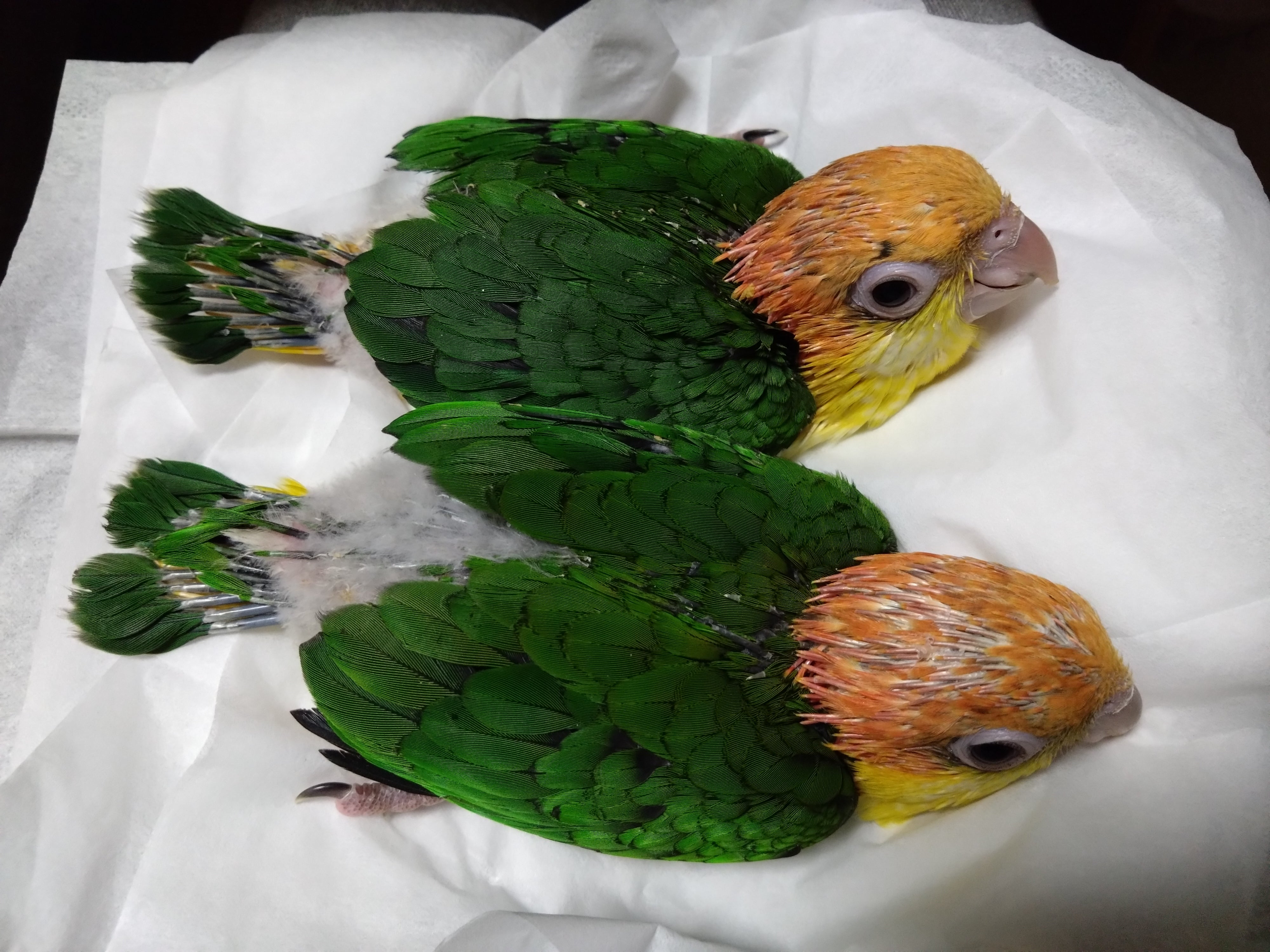 シロハラインコ　ポム_2枚目