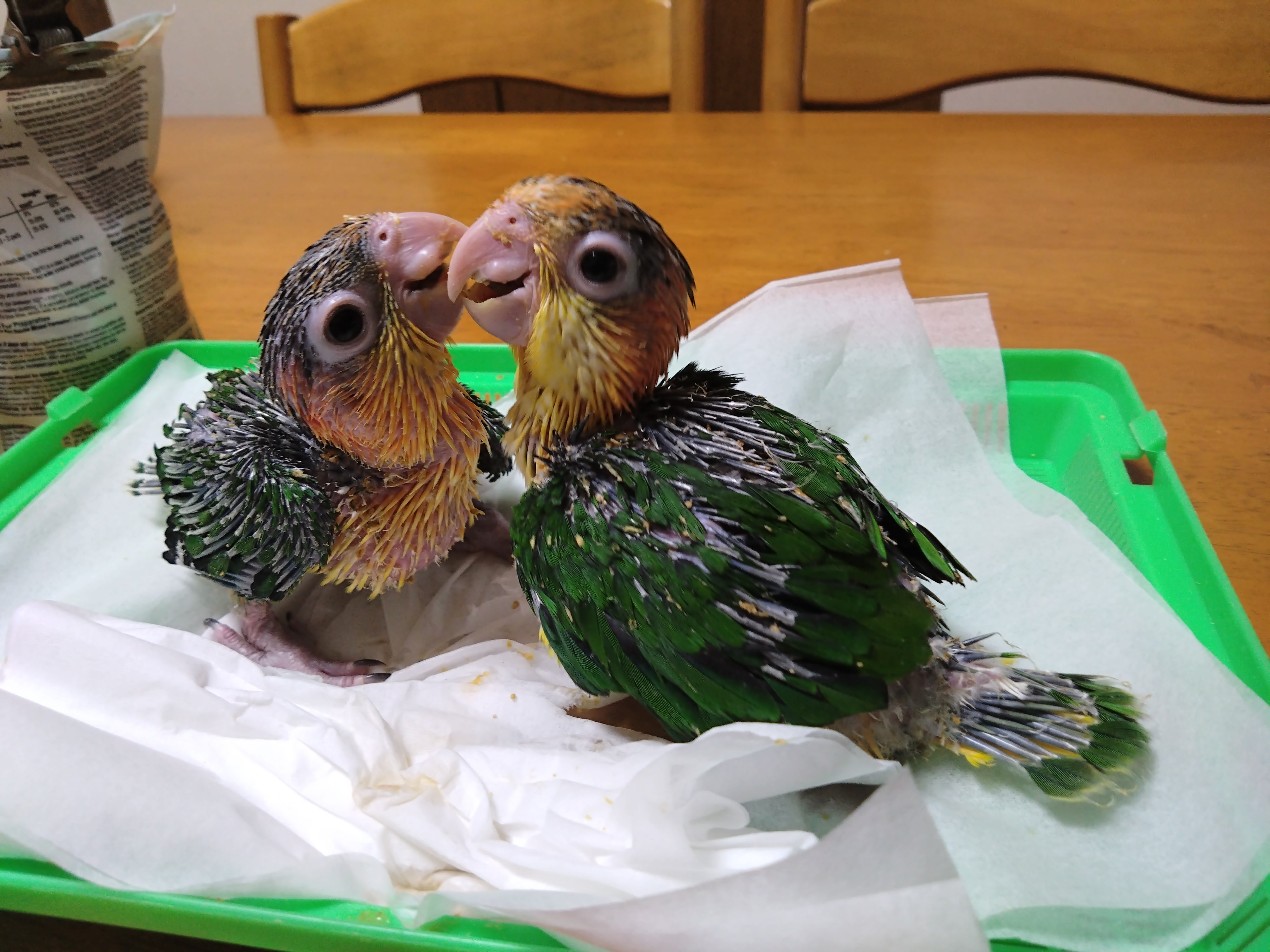 シロハラインコ　ポム_3枚目
