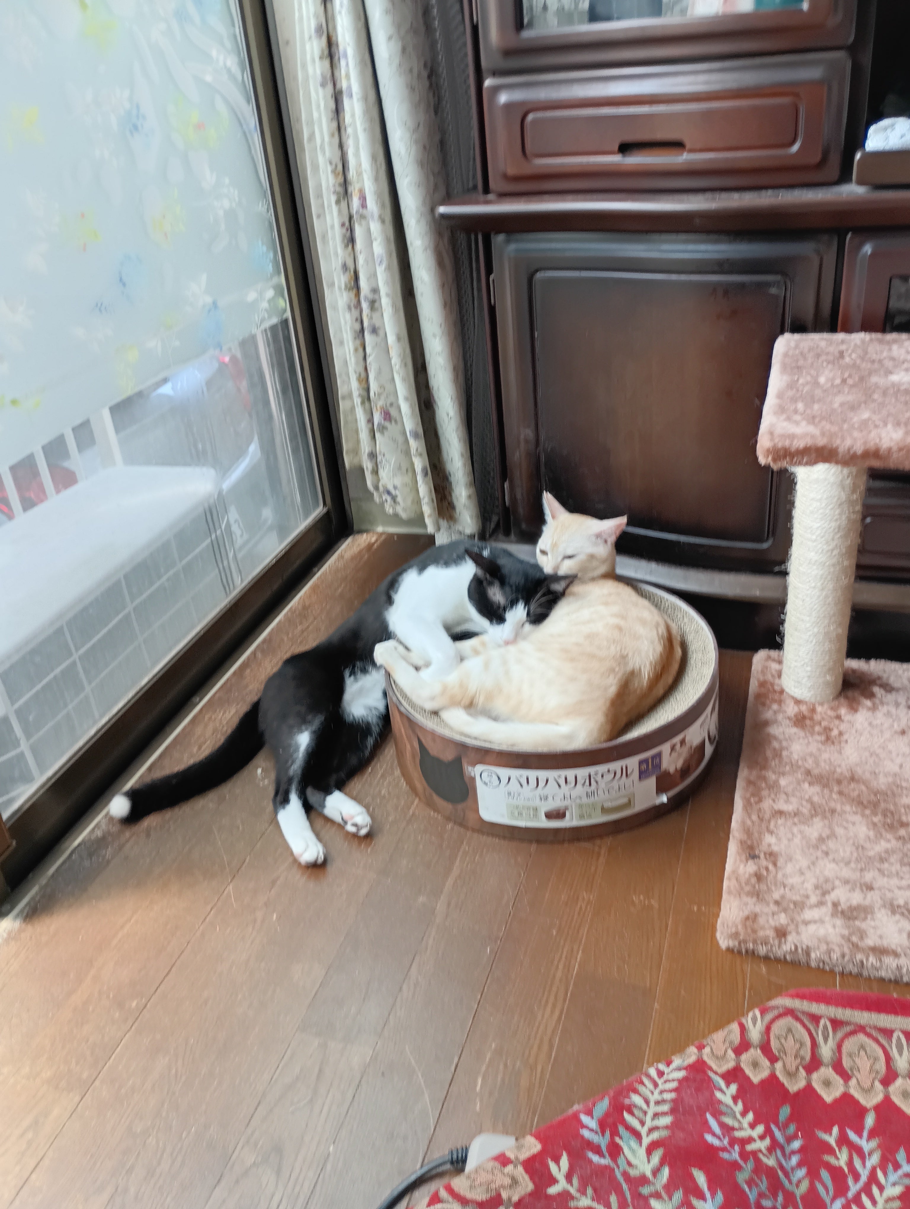 夫婦と幸助の呟きの写真