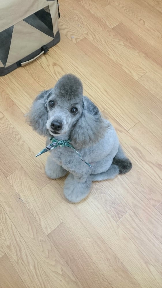 D's Dogのカットコース：4,000円～の写真
