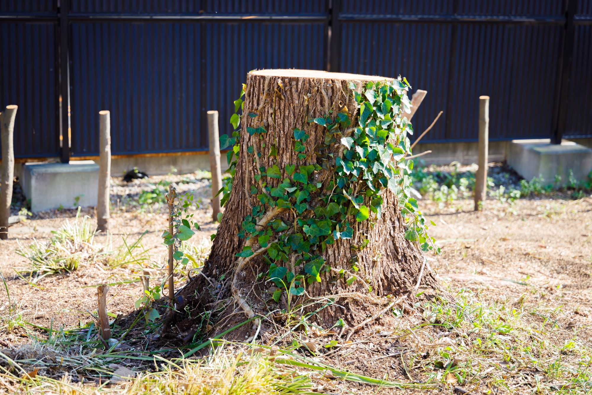 岡村造園の安心安全な樹木の伐採の写真