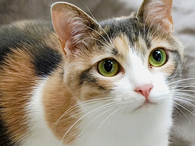 Feline Concierge_3枚目