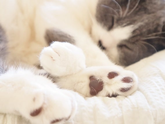 Feline Concierge_2枚目
