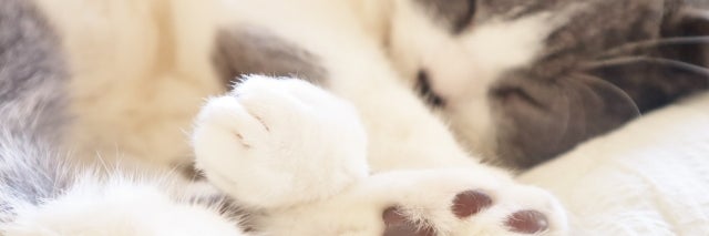 Feline Concierge