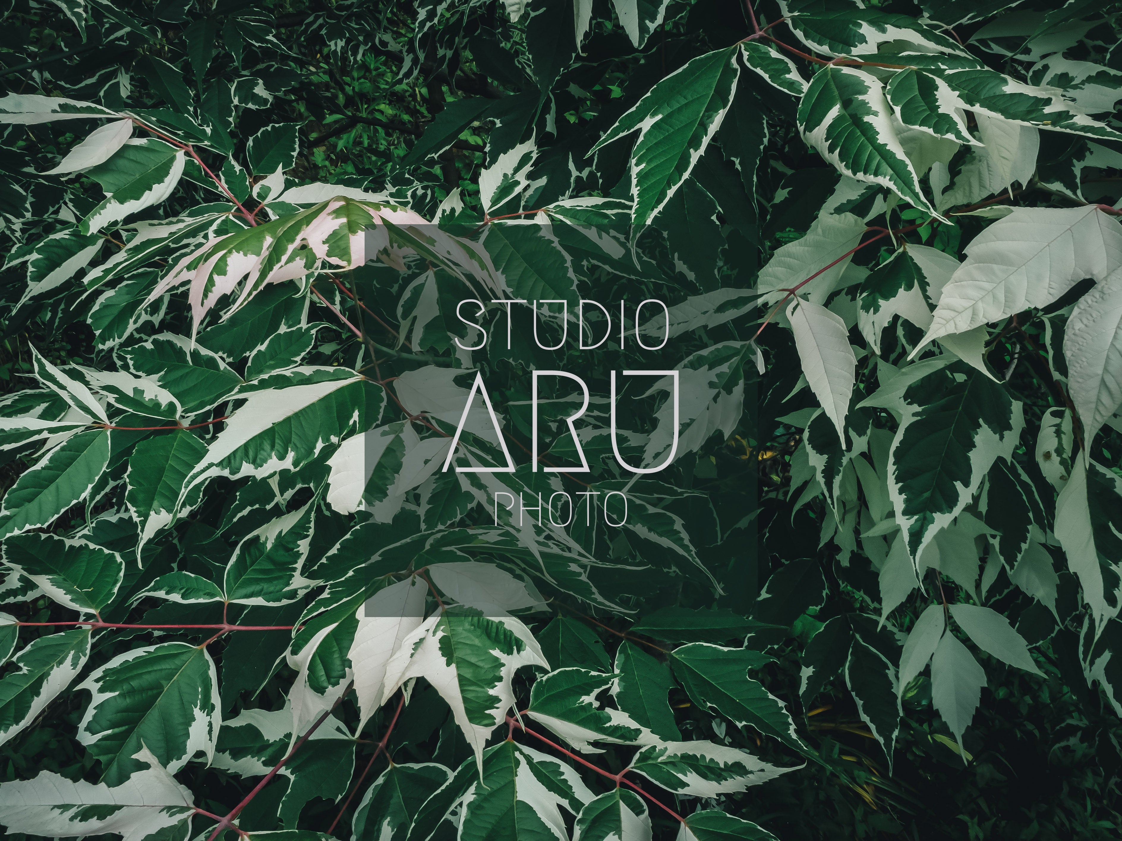 studioARU_1枚目
