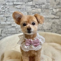 Dog Salon Rapelのトリミング　3,800円～の写真