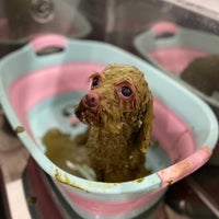 Dog Salon Rapelのハーブパック、泥パック　2,000円～の写真