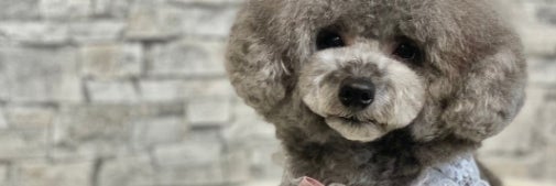 Dog Salon Rapel_1枚目