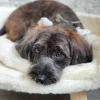 Dog Salon Rapelの紹介写真_1枚目