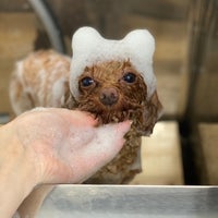 Dog Salon Rapelの紹介写真_2枚目