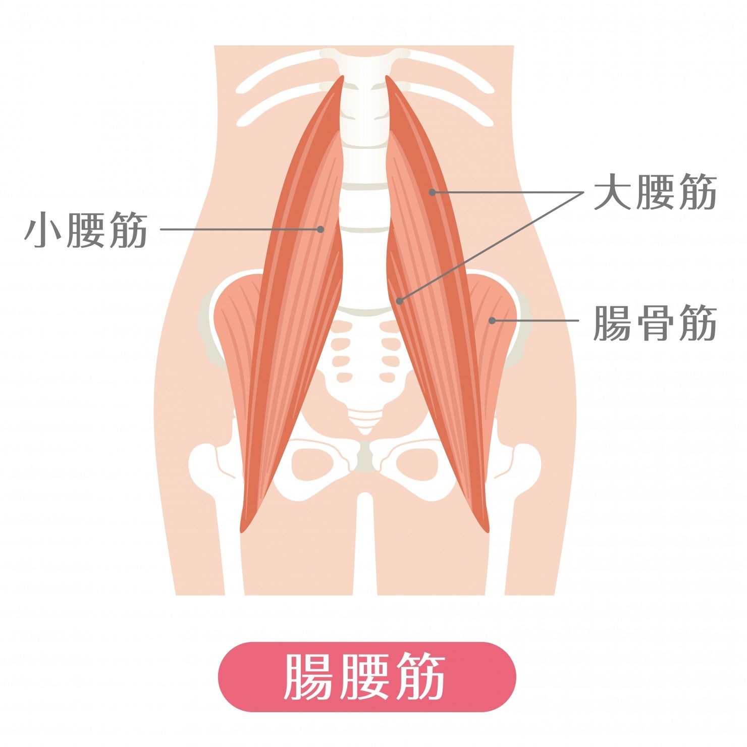 靴を履くときのふらつき、腸腰筋が関係しているかも？の写真