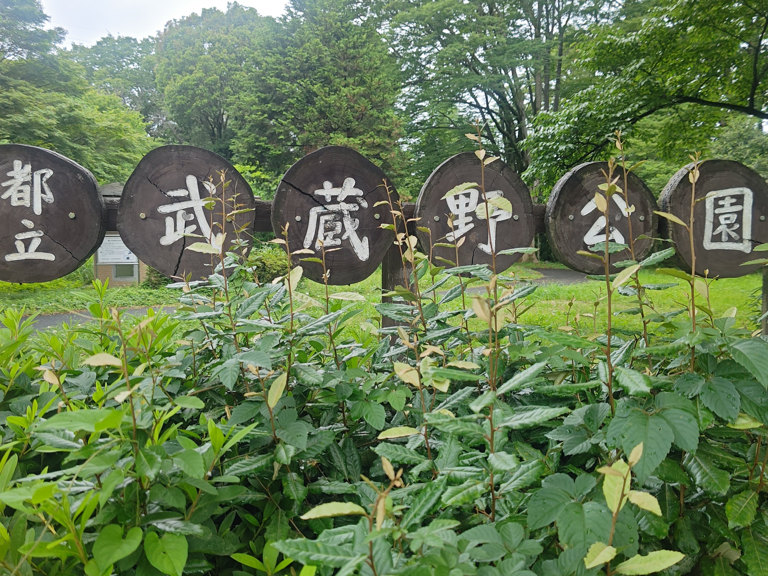 武蔵野公園_1枚目