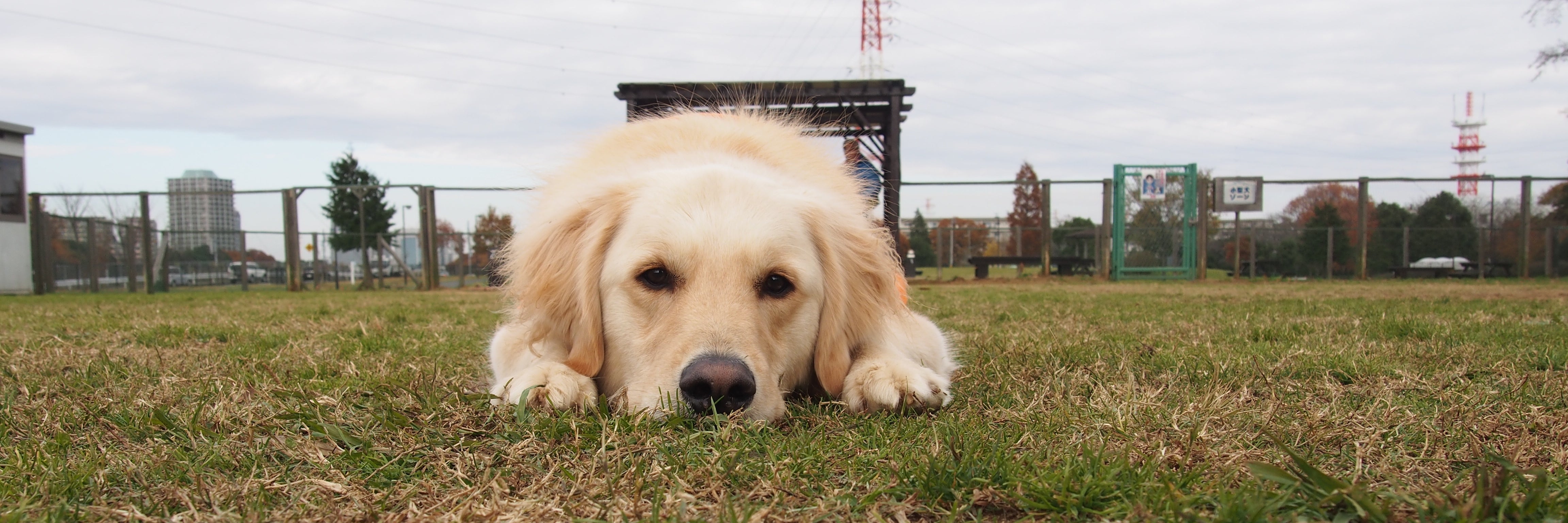 TrimmingSalon Retrieve-レトリーブ-