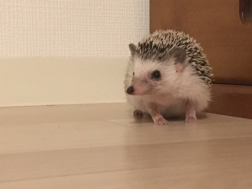 ペットのお手伝いさんkito（ペットシッター）のペットシッターサービスのご紹介の写真