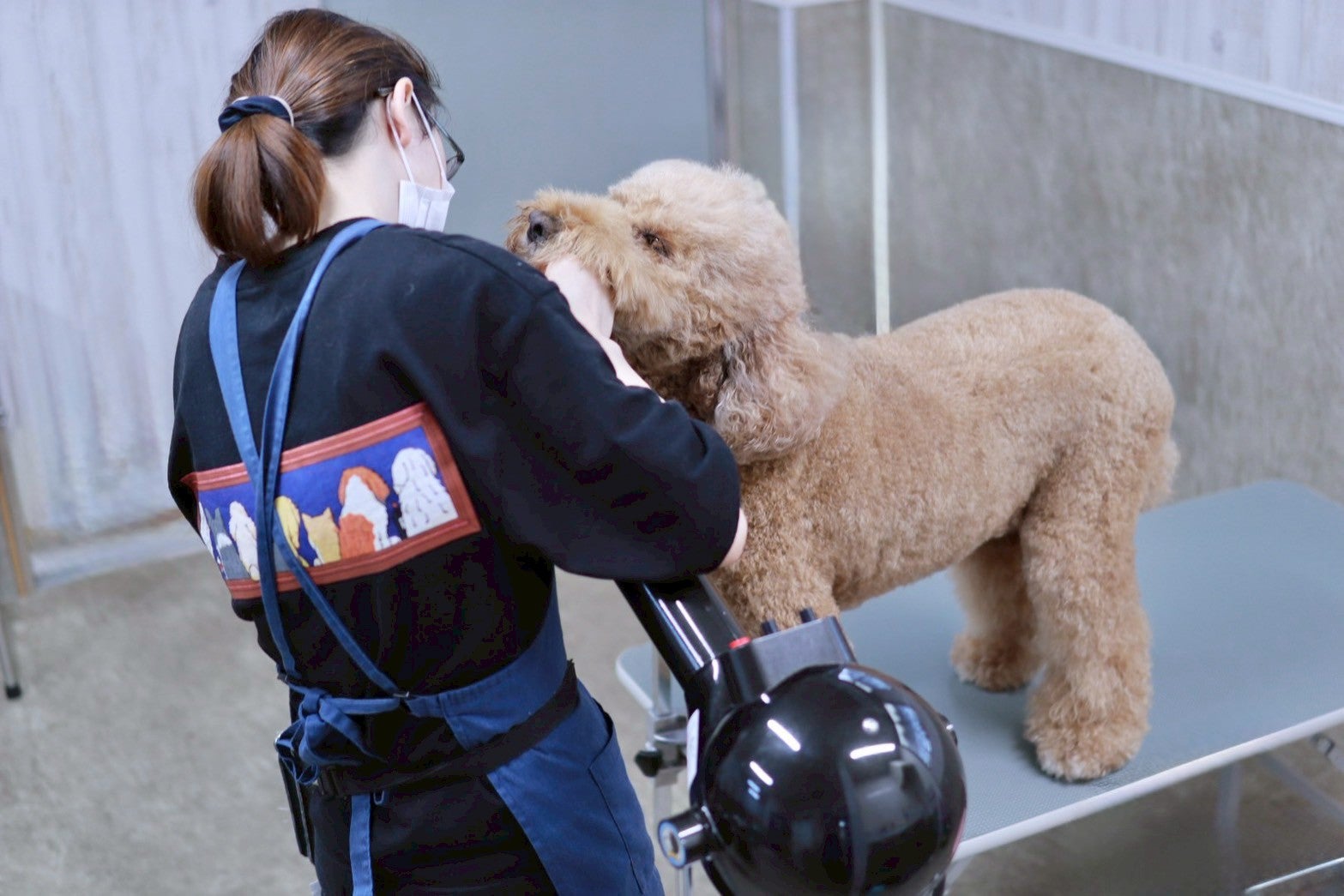 犬居猫座衛門のカットコース（トイプードル）の写真