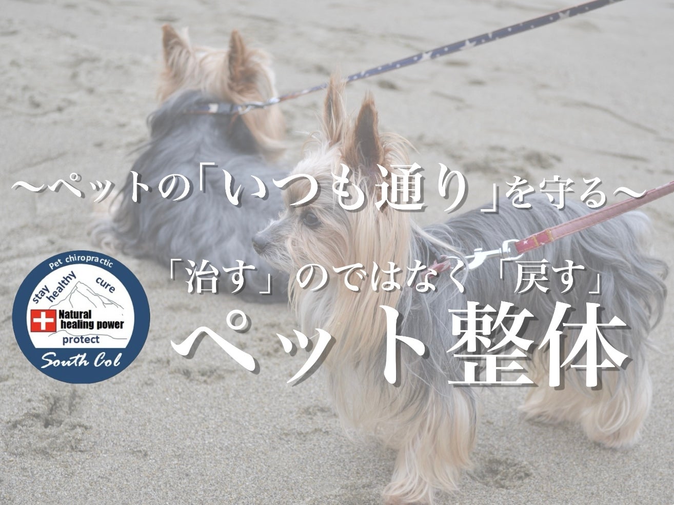 ペット整体 South Col（サウスコル）_2枚目