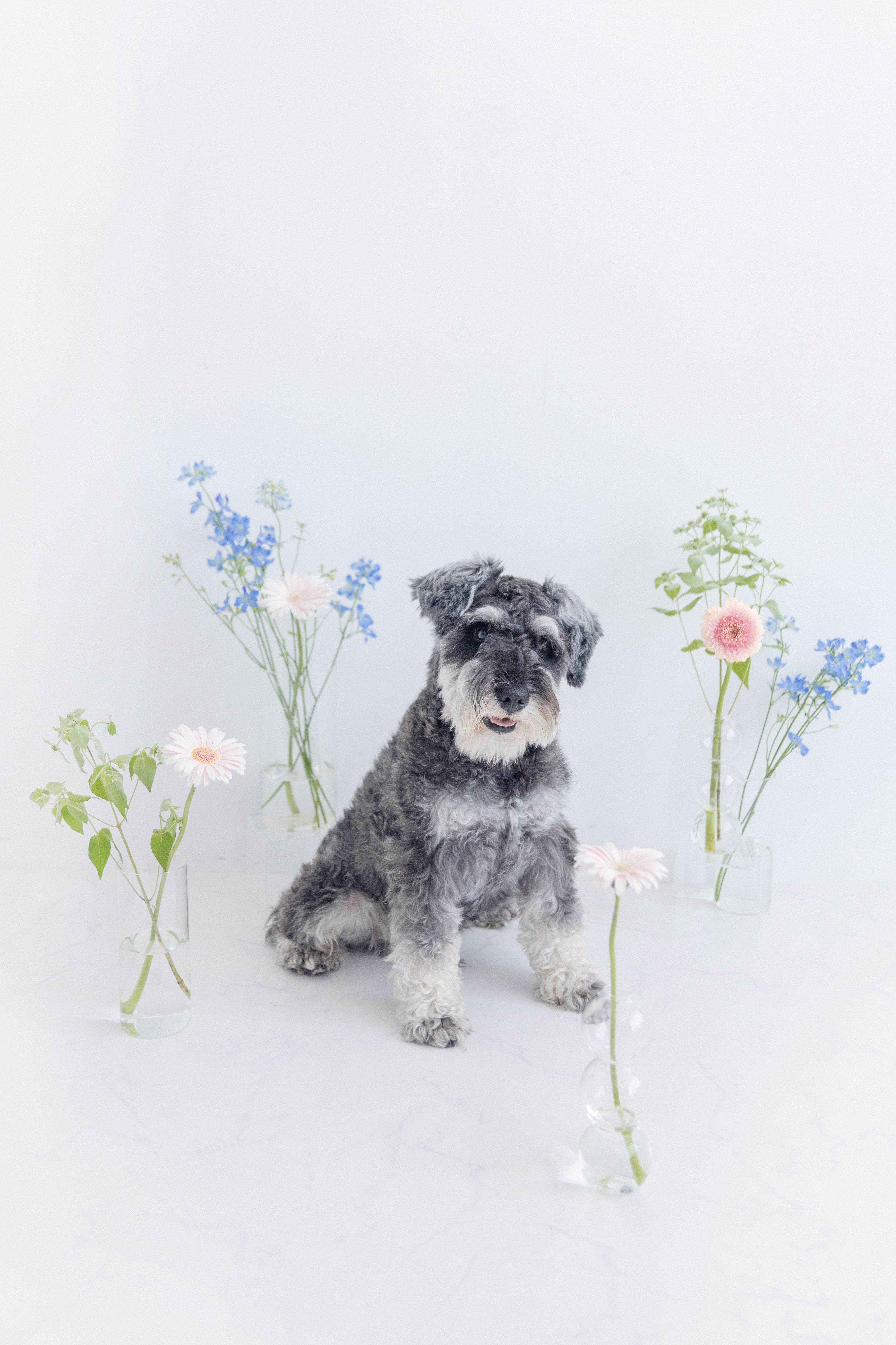 USIyAGI.STUDIO.のペット撮影プランの写真