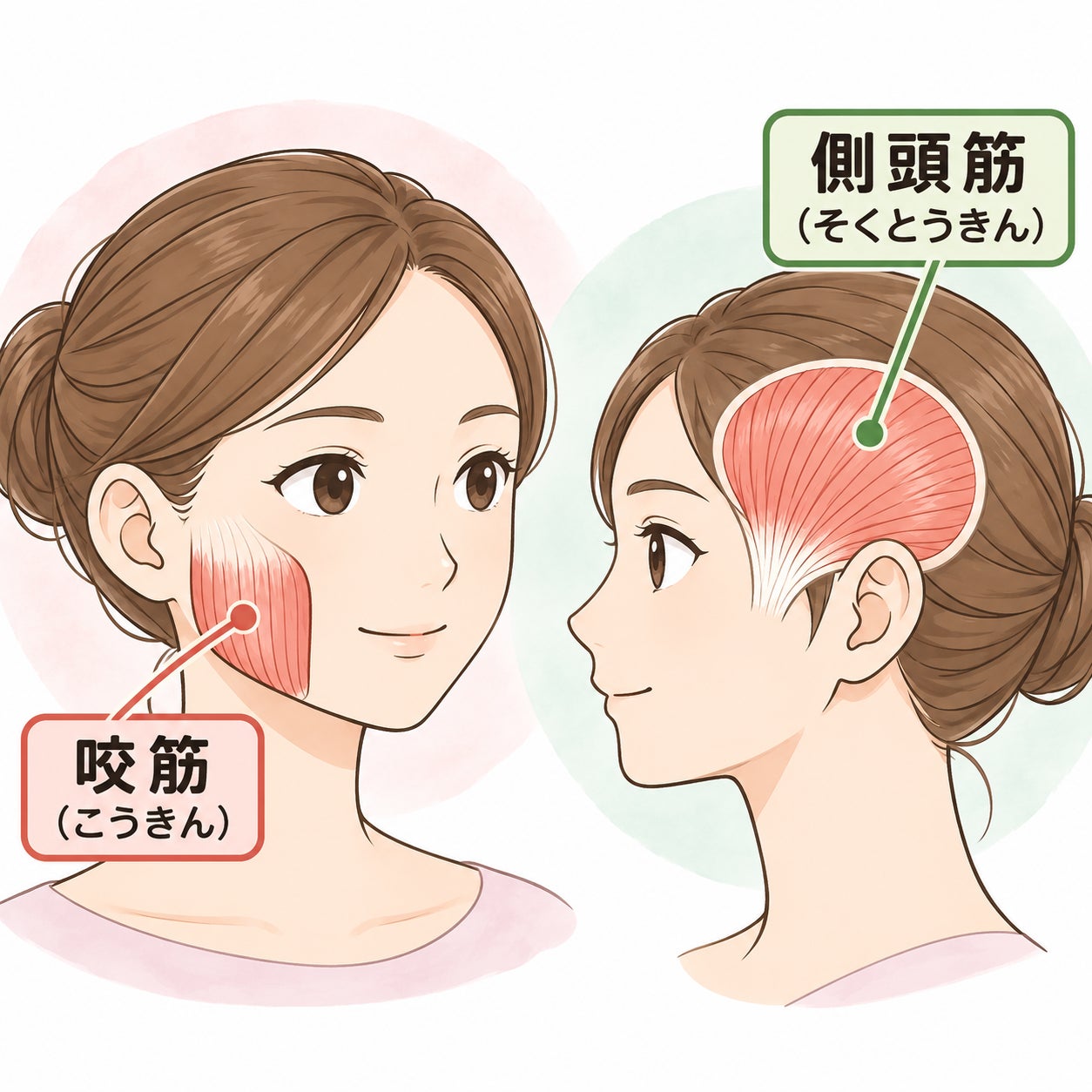 かみしめ・食いしばりと肩こり②｜あごの筋肉の写真