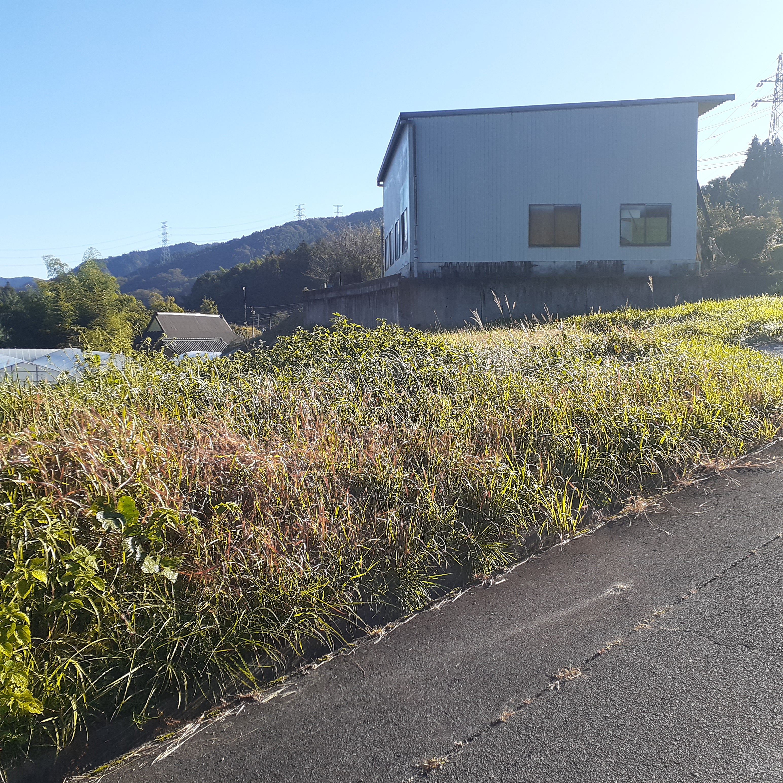 本田総業の刈払い機による草刈100坪平地(集草無し)の写真