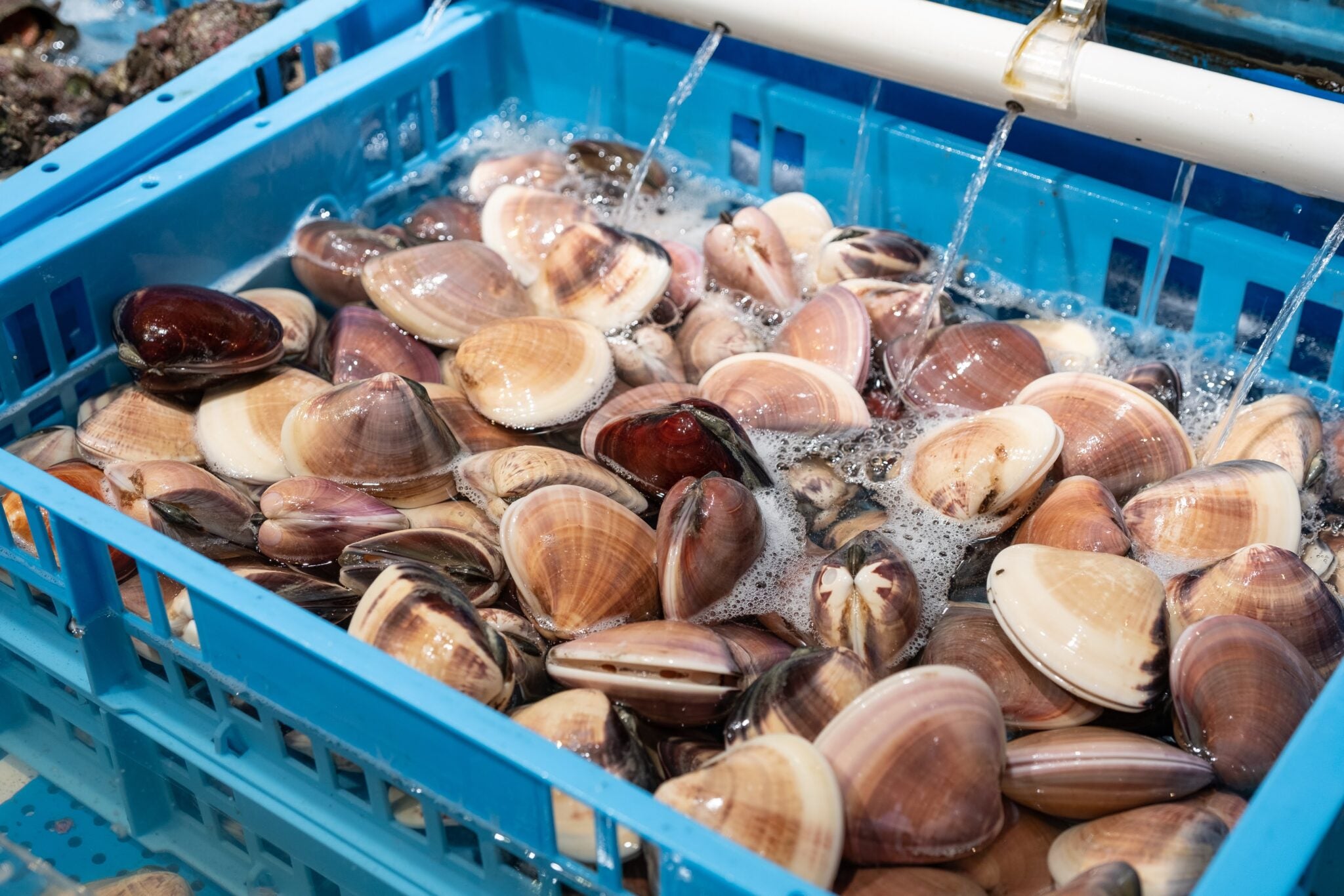 魚太郎ラグーナ蒲郡店 浜焼きバーベキューのはまぐりの写真