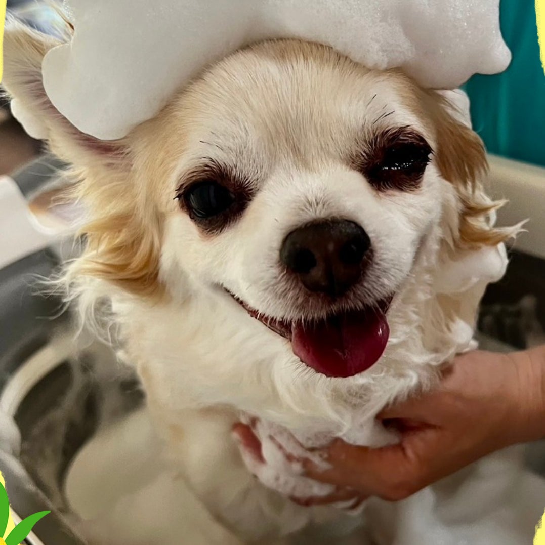 出張犬のシャンプー屋さん_3枚目