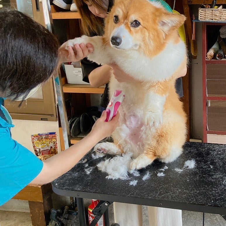 出張犬のシャンプー屋さん_2枚目