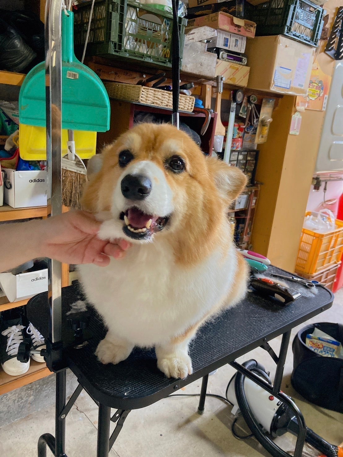 出張犬のシャンプー屋さんのお手入れ・しつけのご相談の写真