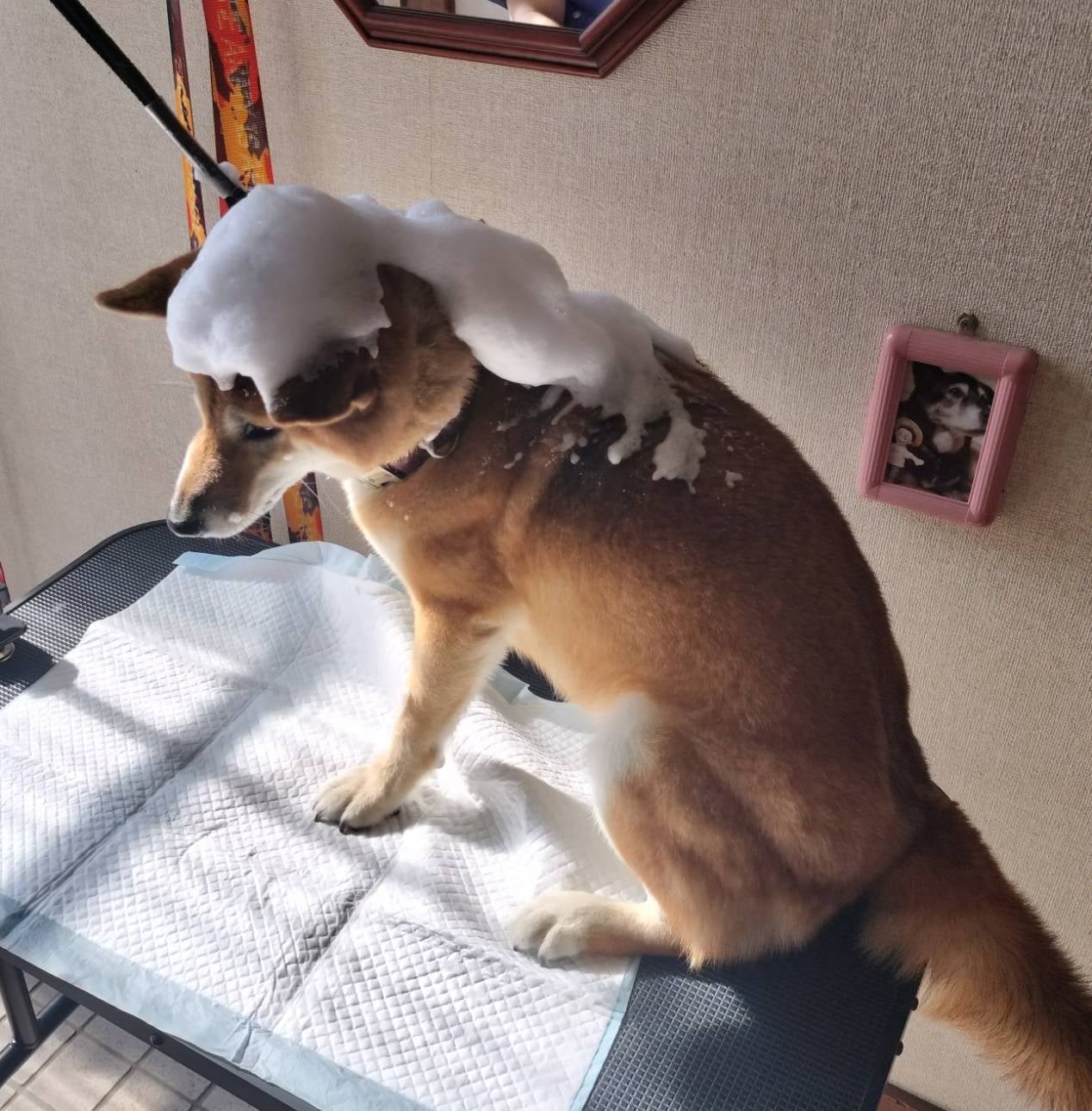 出張犬のシャンプー屋さんのラテスパの写真