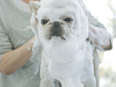 出張犬のシャンプー屋さんの出張シャンプーの写真