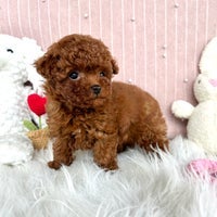 PET SMART_2枚目