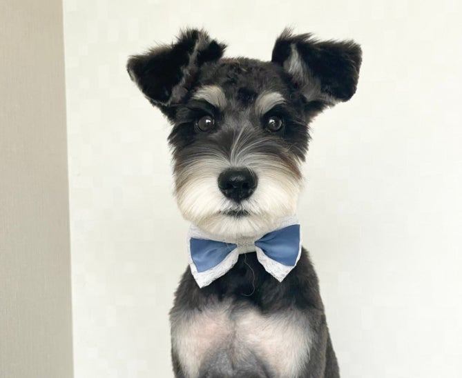 DogSalon Nature's tailの紹介写真_1枚目